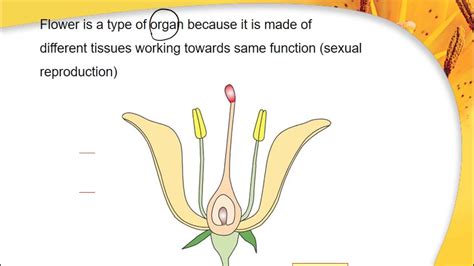 Chapter 12 Sexual Reproduction In Plants T Part A YouTube