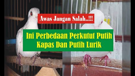 Perkutut Putih Lurik Mata Merah Review Perbedaan Perkutut Putih