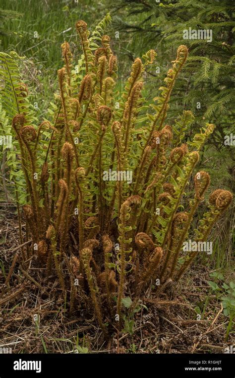 Golden-Scaled Male-fern, Dryopteris affinis ssp. affinis with unfolding