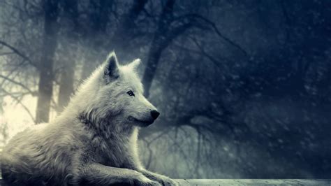 1920 X 1080 Wolf HD Wallpapers - Top Free 1920 X 1080 Wolf HD ...