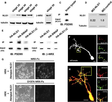 Figure 1 From Neurexin Neuroligin Cell Adhesion Complexes Contribute To