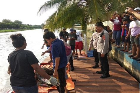 Mayat Perempuan Bertato Kupu Kupu Ditemukan Mengambang Di Sungai Cisadane