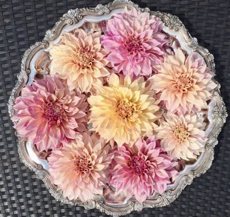 Cafe Au Lait Dahlia Tubers Florabundance Wholesale Flowers