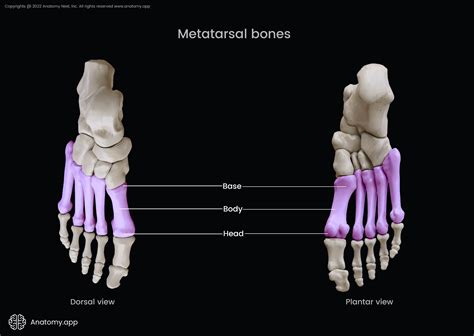 Metatarsal bones | Encyclopedia | Anatomy.app | Learn anatomy | 3D ...