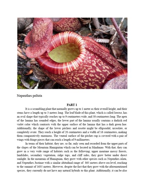 Nepenthes Peltata Pdf Plants Botany