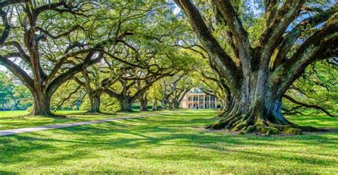 Louisiana Plantation Country Half-Day Tour | GetYourGuide