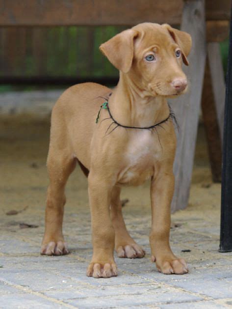 Pharaoh Hound Puppies For Sale | Miami, FL #206567