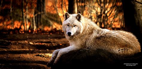 Wolf Im Wunderbarem Licht Auf Einem Fels Hobbyfotograf R Flickr