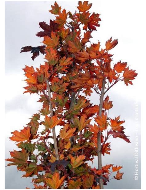 Acer Platanoides Crimson Sentry Rable Plane Crimson Sentry