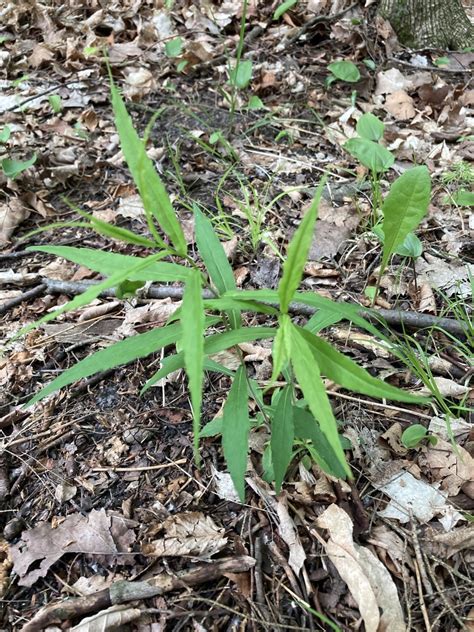 Bluestem Goldenrod From Bruce Trail Mono ON CA On May 26 2022 At 11