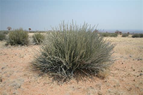 African Plants A Photo Guide Euphorbia Dregeana E Mey Ex Boiss