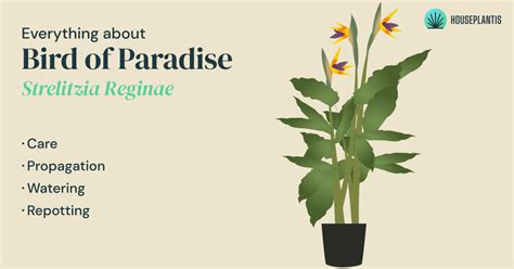 Bird Of Paradise: Care, Propagation, Pruning, Watering, Sun