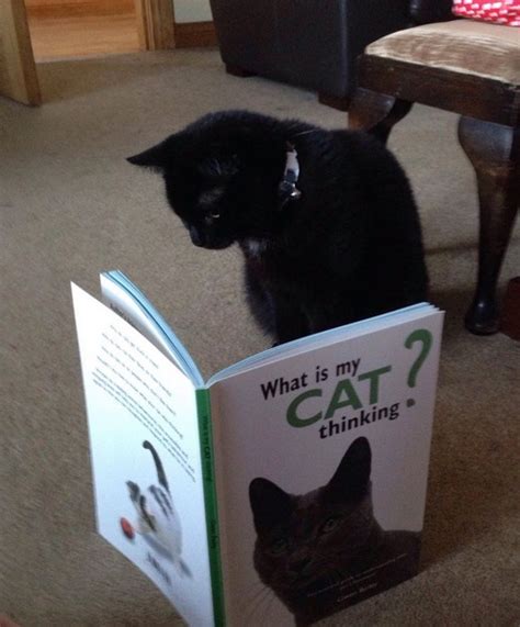 Top 10 Images of Cats Reading Books