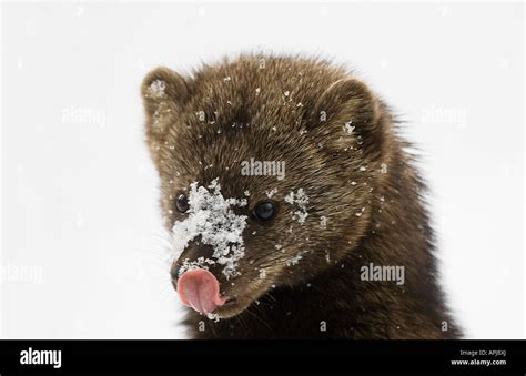 Fisher Cat Head