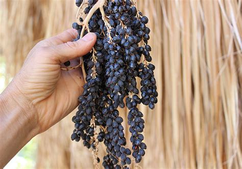 Harvesting Palm Tree Fruit From The Wild Desert Fan Palm