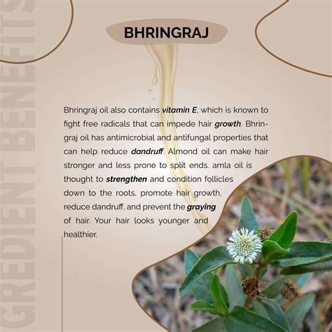 Bhringraj Hair Oil My Body Care