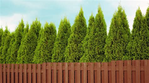 Creating A Privacy Screen With Thuja Green Giant Arborvitaes Garden