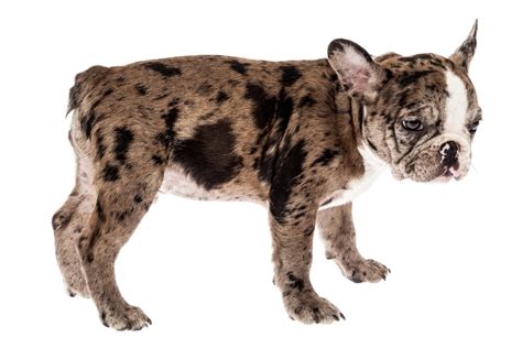 Merle French Bulldog Guide: Everything You Should Know | Happy French ...