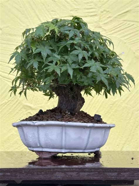 JOE BONSAÏ SHOHIN 35 Ans Acer Palmatum Yamamomiji Jap ahorn