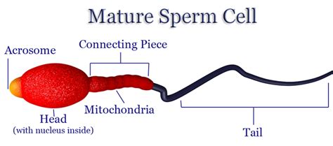 Structure of a Sperm Cell Diagram | Quizlet