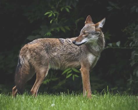 How To Tell A Wolf From A Coyote | Reload Your Gear