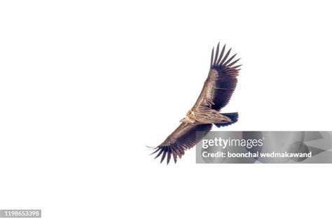 47 Himalayan Griffon Vulture Stock Photos, High-Res Pictures, and ...