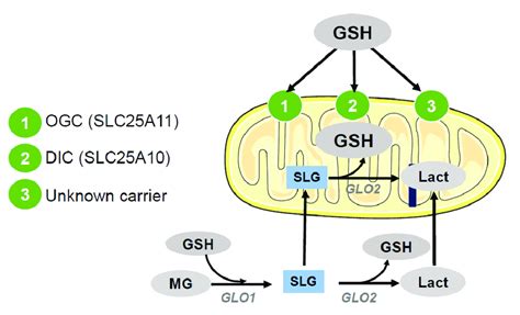 Gsh Transport To Mitochondria Once Gsh Is Synthesized In The Cytosol