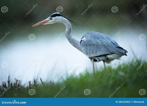 Majestic Gray Heron With A Long Neck Standing In A Lush Green Meadow