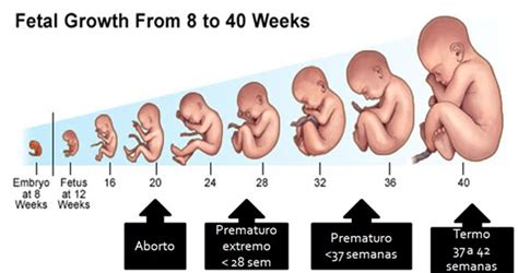 Artigos Em Medicina Fisiologia Fetal