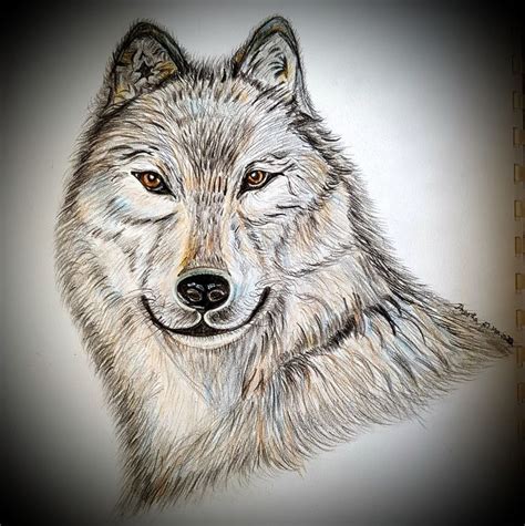 Wolf - original colour pencil sketch ( Preetha) | Color pencil sketch ...