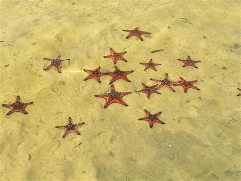 Peixe Boi Vermelho Na Areia Branca Na Solarenga Praia Tropical Phu Quoc