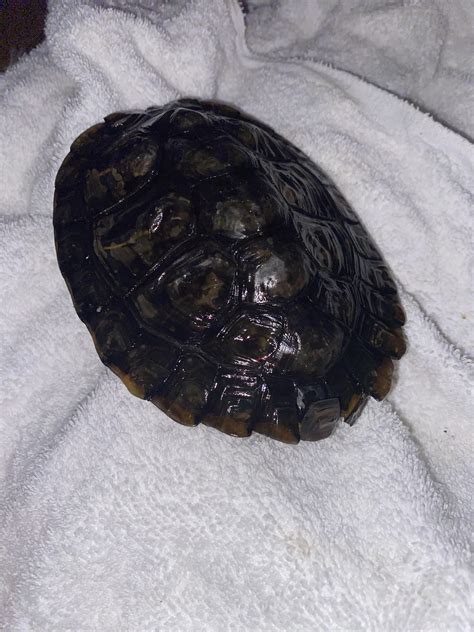 My turtle escaped the tank while I was at work. : r/turtle