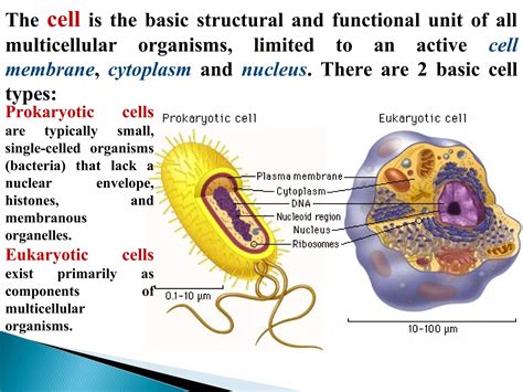 Basic cytology | PPT