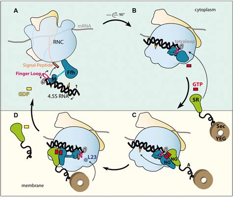 The Crystal Structure Of The Signal Recognition Particle In Complex