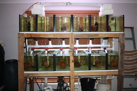 Discus Fish Breeding Tank Setup