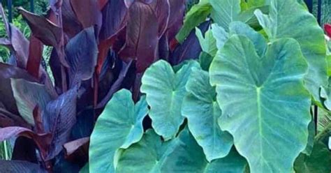 Best Fertilizer For Elephant Ears Your Guide To Vibrant Foliage