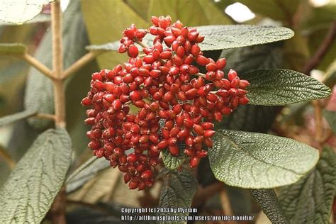 Viburnums: Plant Care and Collection of Varieties - Garden.org