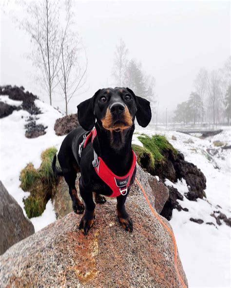 22 Dachshund Mixes: Most Adorable Mixed Dog Breeds