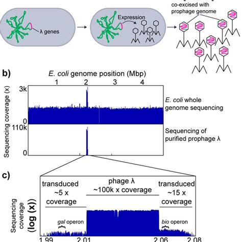 Other types of transduction. a) Specialized transduction (see... | Download Scientific Diagram