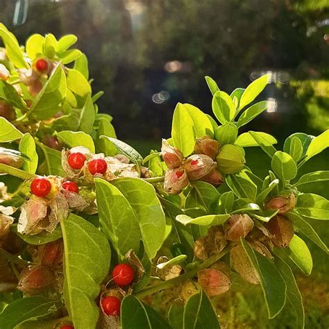 What Is Ashwagandha Plant Its Symbolic And Health Benefits
