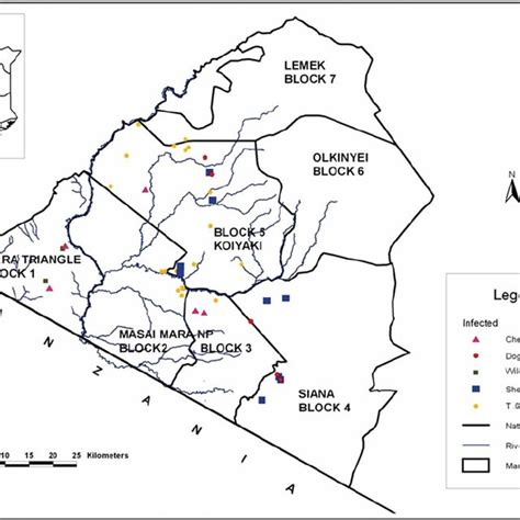 Pdf Sarcoptic Mange And Cheetah Conservation In Masai Mara Kenya