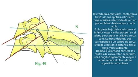 Biomec Nica De La Columna Cervical Baja Pptx