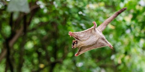 Can You Name These Airborne Animals?