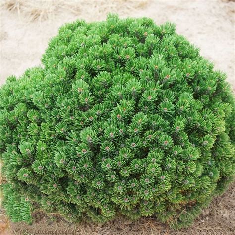 Сосна Горная Гном в ландшафтном дизайне (47 фото) - фото - картинки и ...
