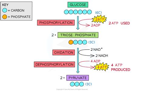 Glycolysis College Board AP Biology Study Guides