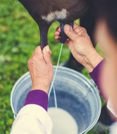 Land O Lakes Calf Milk Replacer Mixing Made Easy