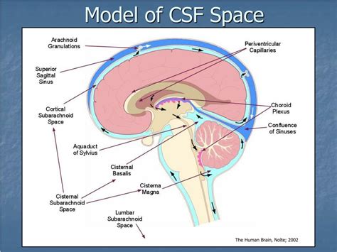 PPT Review Of The Hydrodynamic Model Of CSF Flow Including