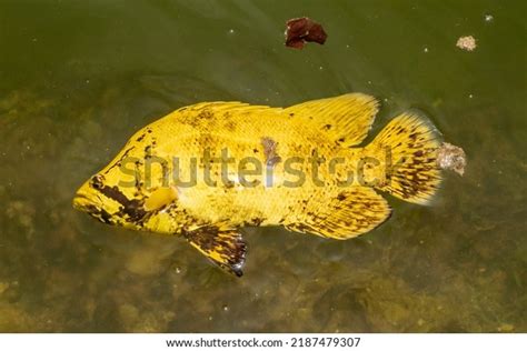 1 Atlantic Triple Tail Fish Swimming Images, Stock Photos, 3D objects ...