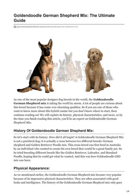 Goldendoodle German Shepherd Mix The Ultimate Guide By Hira Khan Issuu