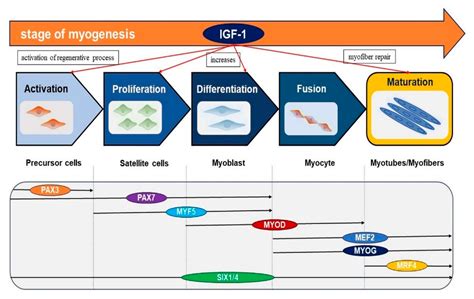 Cells Free Full Text Implications Of Insulin Like Growth Factor